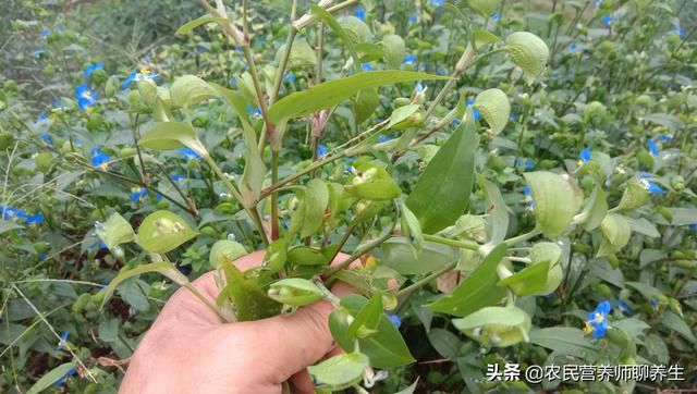 鸭跖草不是饭包草！煮水代茶喝，解决了不少人的烦恼