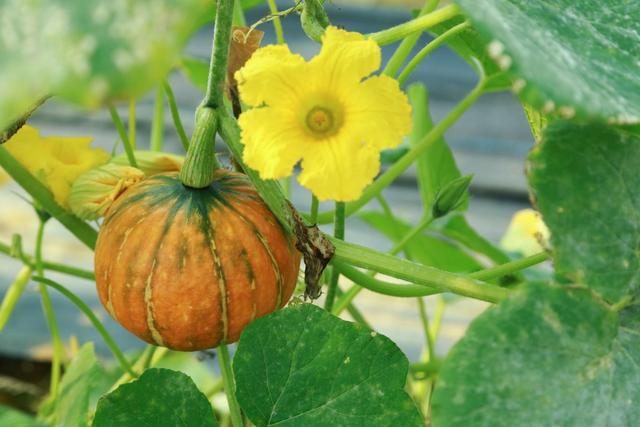 老人喜欢吃的南瓜藤，竟会给身体健康造成威胁，真是这样吗？