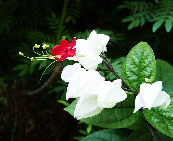 龙吐珠花卉图片(玉龙吐珠花)