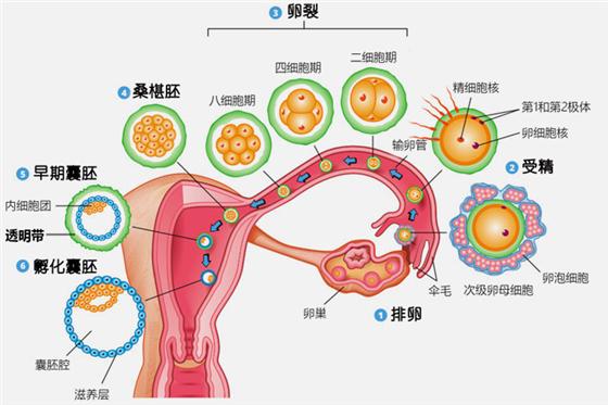 试管婴儿价格表到底可信吗？