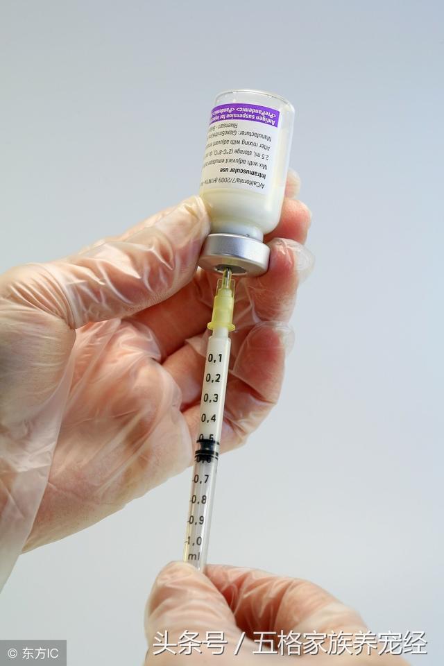 关于狂犬疫苗的注射，各位铲屎官你们的操作是正确的吗？