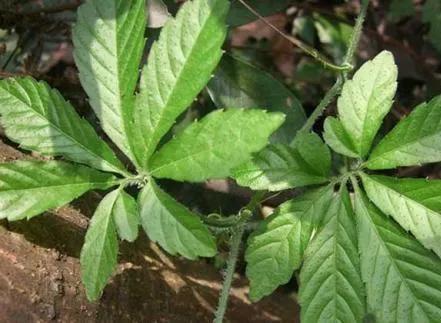 年轻人流行的保健泡水中药