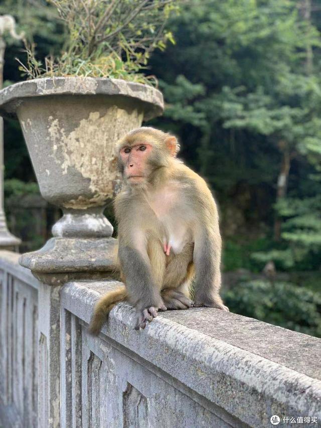 开小奔奔去庐山避暑，38°夏日冻得半路发抖