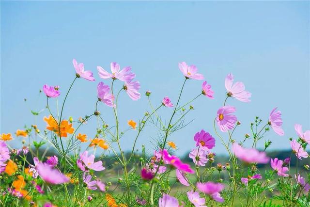 格桑花是什麼花 中國熱點