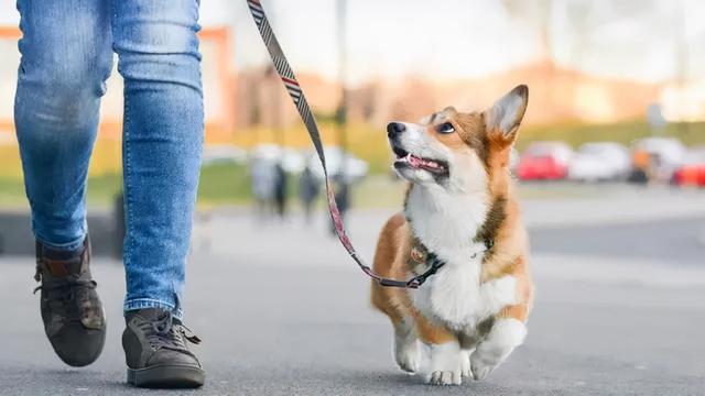 镜鉴文明 养狗人士看这里 全网搜