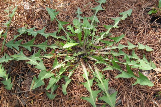 45岁黑龙江女子，长期喝蒲公英泡水，后来身体怎么样了？