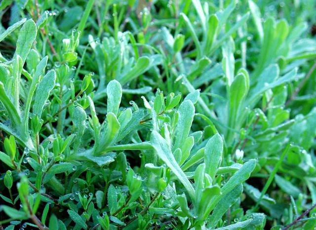 农村里田间地头上最常见又能吃的五种野菜，你认识几个？