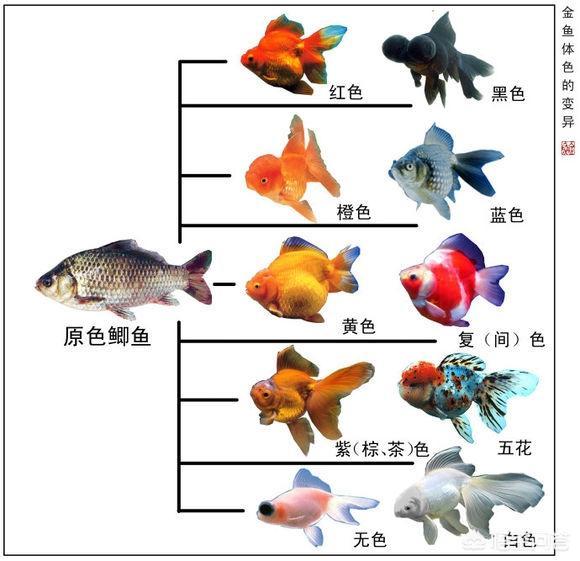 中国观赏鱼，到美国胖得像“猪”：惊现巨型金鱼，耐高温，无天敌