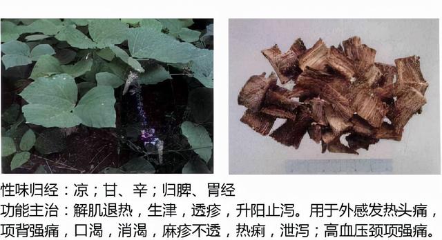 中兽药之辛凉解表药物介绍及用量附解表中兽药的区别
