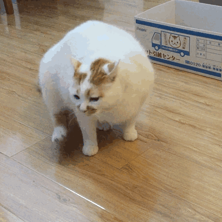 454_454gif 动态图 动图