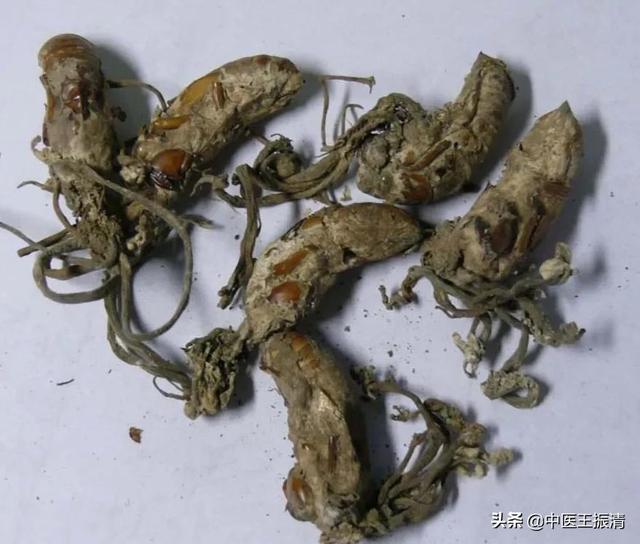 中药“金蝉花”在癌症患者中的药用价值