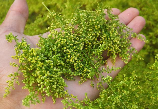 抗疫居家单方03