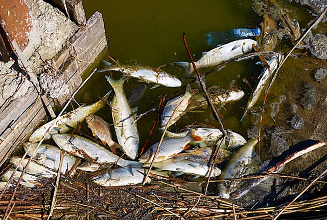 这5种鱼尽量少吃，或含脏东西，不妨来看一下