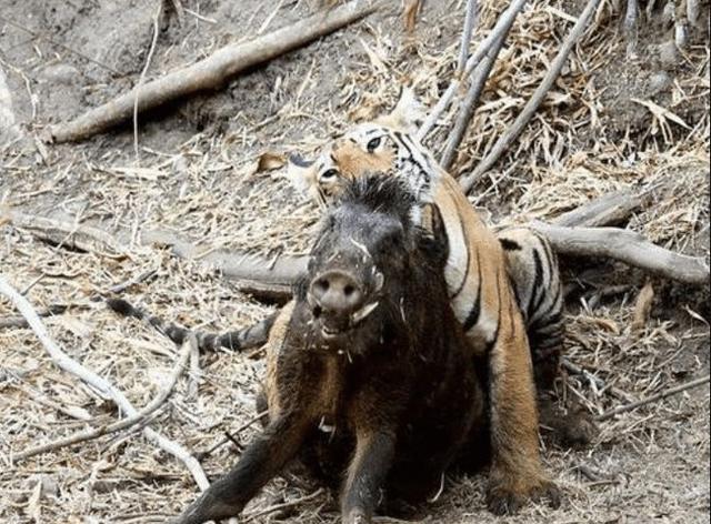 南京：3只小野猪街头溜达，野猪密度超标，为啥不让人捕野猪吃？