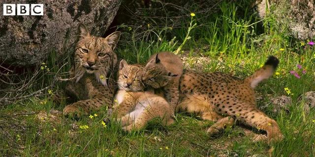 16部超赞自然纪录片，让孩子足不出户看到地球的“真实面目”！