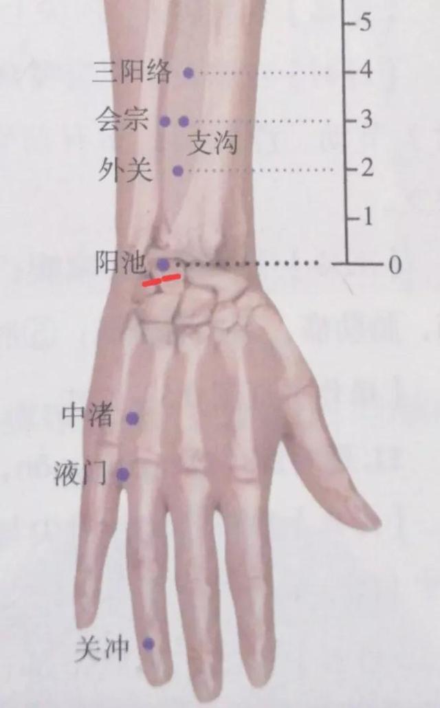 每日一穴——阳池穴