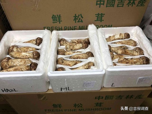 延吉海关专门开通鲜活产品 绿色通道 助力吉林省松茸走出国门 全网搜