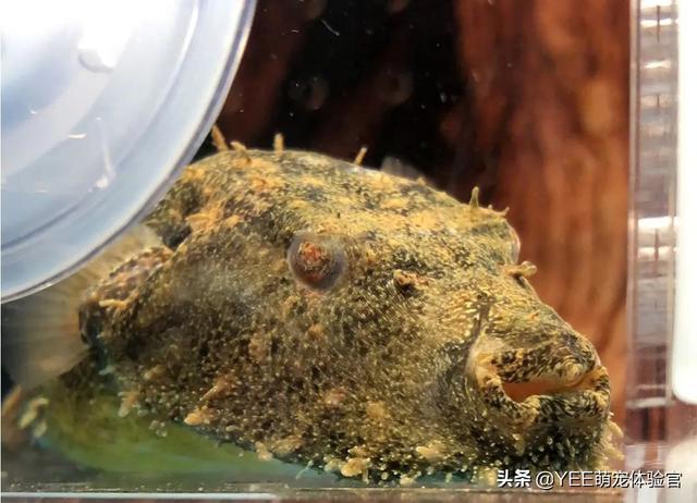 长毛鱼:长毛鱼，疑似一种模样奇怪的新物种(通体白毛)