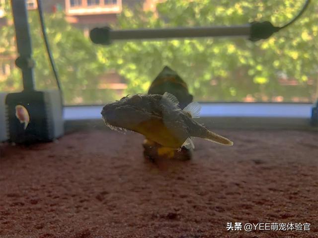 长毛鱼:长毛鱼，疑似一种模样奇怪的新物种(通体白毛)