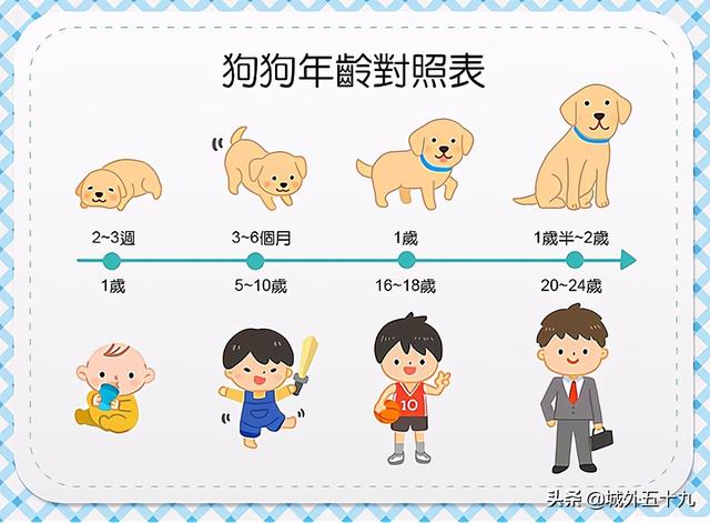 9岁军犬退役时眉毛胡须已变白 狗狗的一年相当于人类几年 太阳信息网