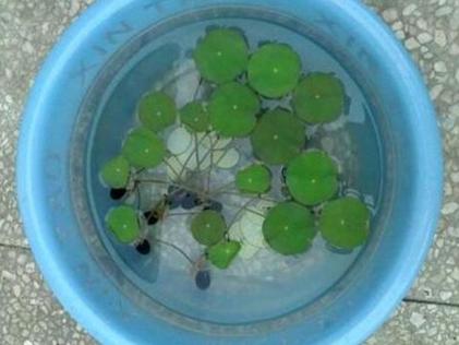 碗莲的种植方法水培（水培碗莲种植方法和注意事项）