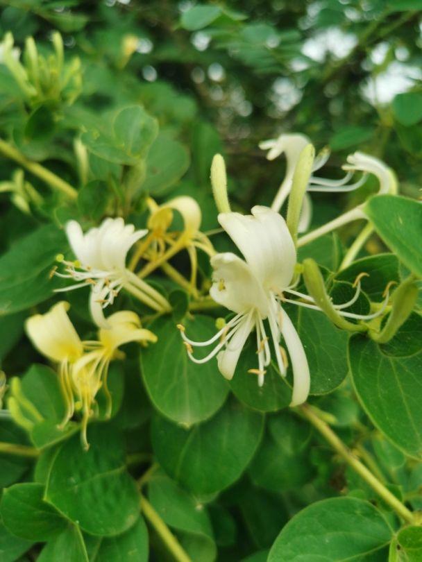 8种“安全花”，家里有老人孩子孕妇都能养，反而清新养人