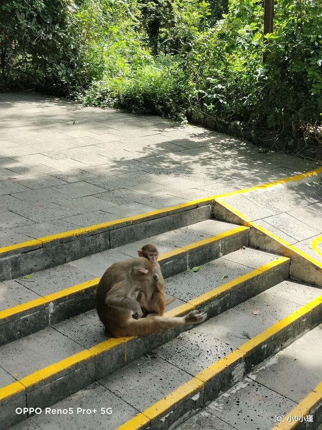 南湾猴岛好玩吗（南湾猴岛值得去吗）