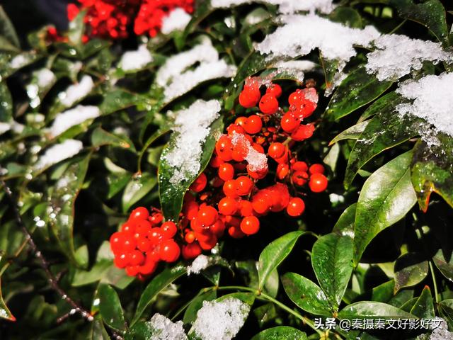 雪中红豆最相思