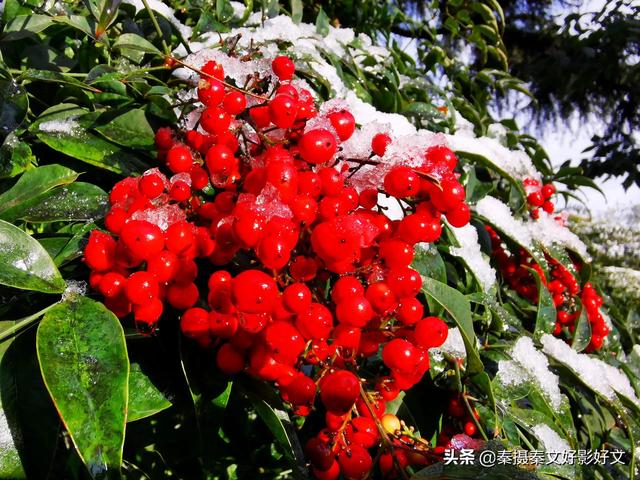 雪中红豆最相思