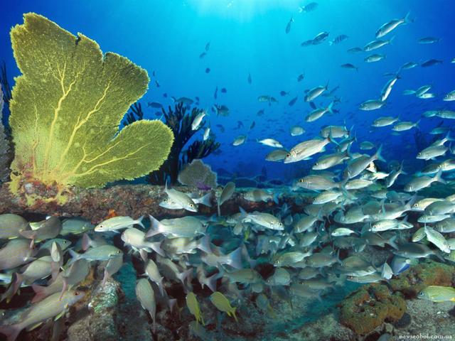中秋家宴，把这5种海鱼端上餐桌，营养高价格低，待客也倍有面子