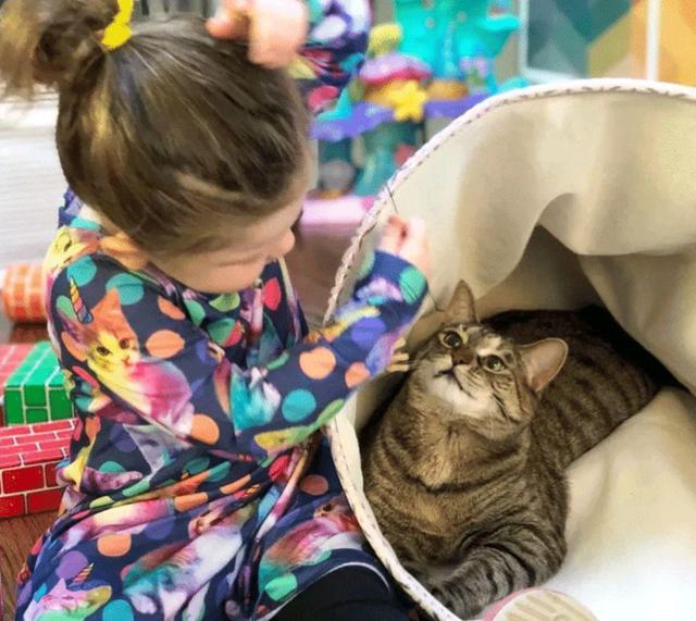 嫌2个孩子在家太闹腾，女子领养了两只猫咪：这下总该安静了吧？