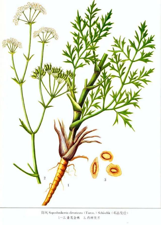 可以增强人体免疫力的中药方子——玉屏风散