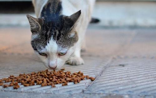 新手养猫必看 l6款进口国产猫粮合集测评
