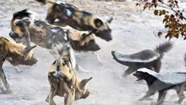 为什么蜜獾被叫做平头哥？