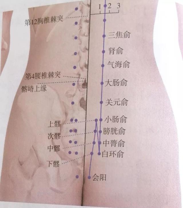 每日一穴……肾俞穴