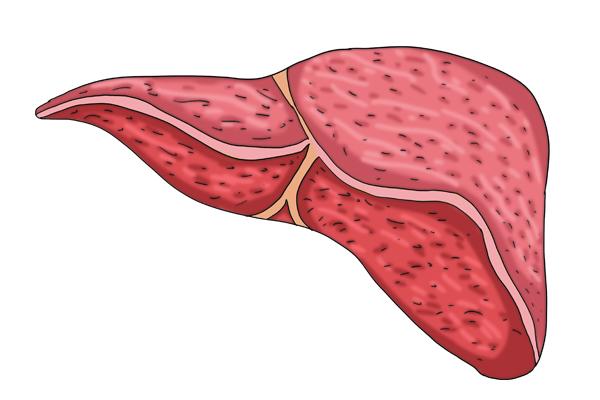 寒热有辩证，不止有肝火，还存在“肝寒”？做好2方面，给肝驱寒