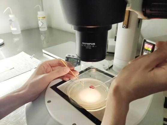 今天是“世界胚胎学家日”，图文揭秘试管婴儿的全过程