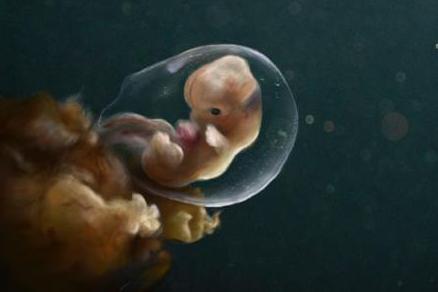 孕妈腹中宝宝到底是“胚胎”还是“胎儿”？这月是分水岭，别叫错