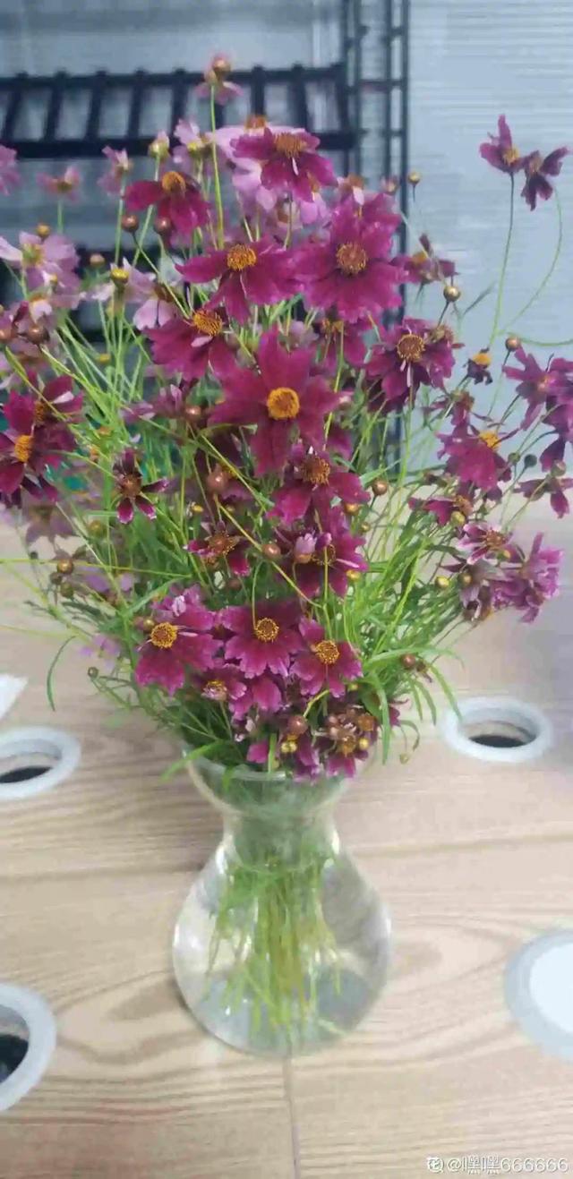 夏天开什么花有哪些（30种夏天开的花）