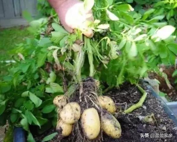 土豆发芽后去掉芽可不可以食用呢？