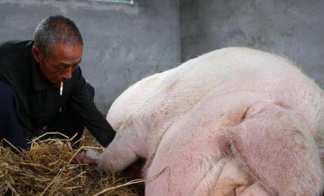 一頭豬一輩子不殺 能成啥樣 來看看河南大爺家的 豬王 Kks資訊網