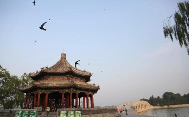 没有脚的鸟叫什么名字（无脚鸟可连续9天飞行）