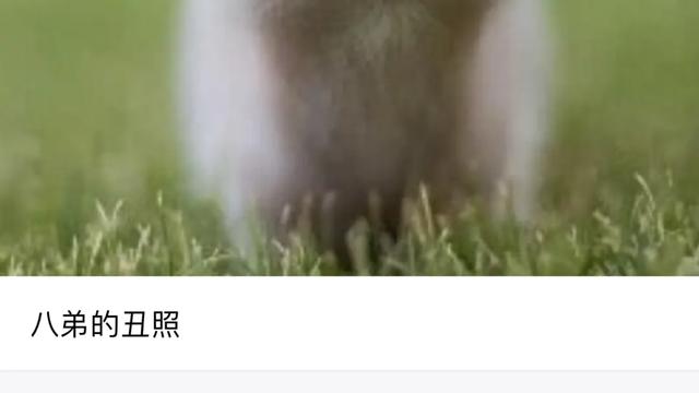 用了5年iPhone，才知道「相册」能这样玩