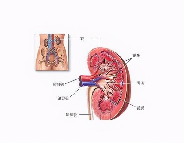 肾囊肿是怎么引发的，有哪些症状？应该如何预防？