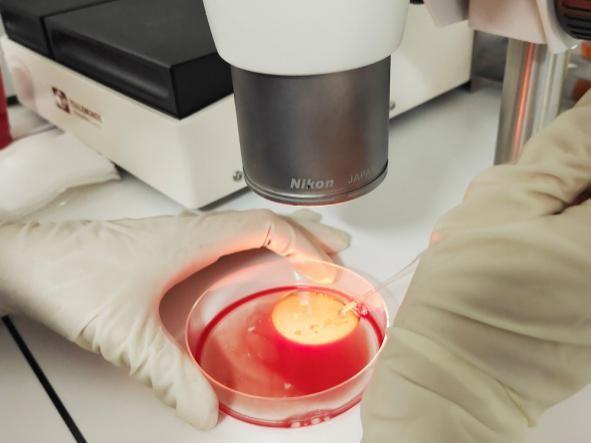 今天是“世界胚胎学家日”，图文揭秘试管婴儿的全过程