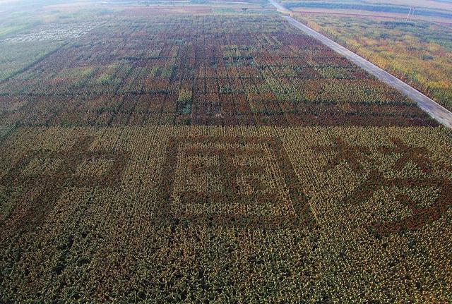 山西农业大学获批建设“科创中国”“一带一路”国际高粱产业科技创新院