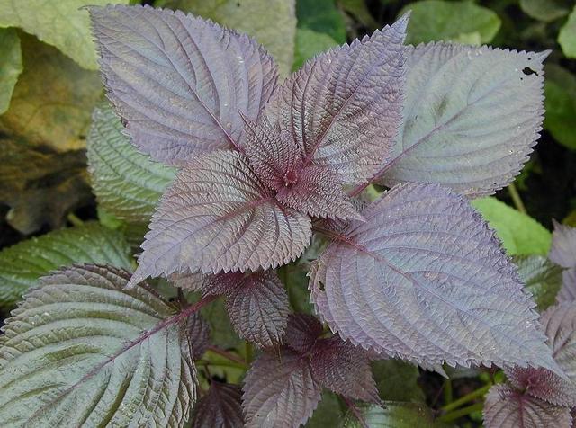 3种以臭闻名的野菜，闻着臭，吃着香，用来配菜是一绝，作用很大