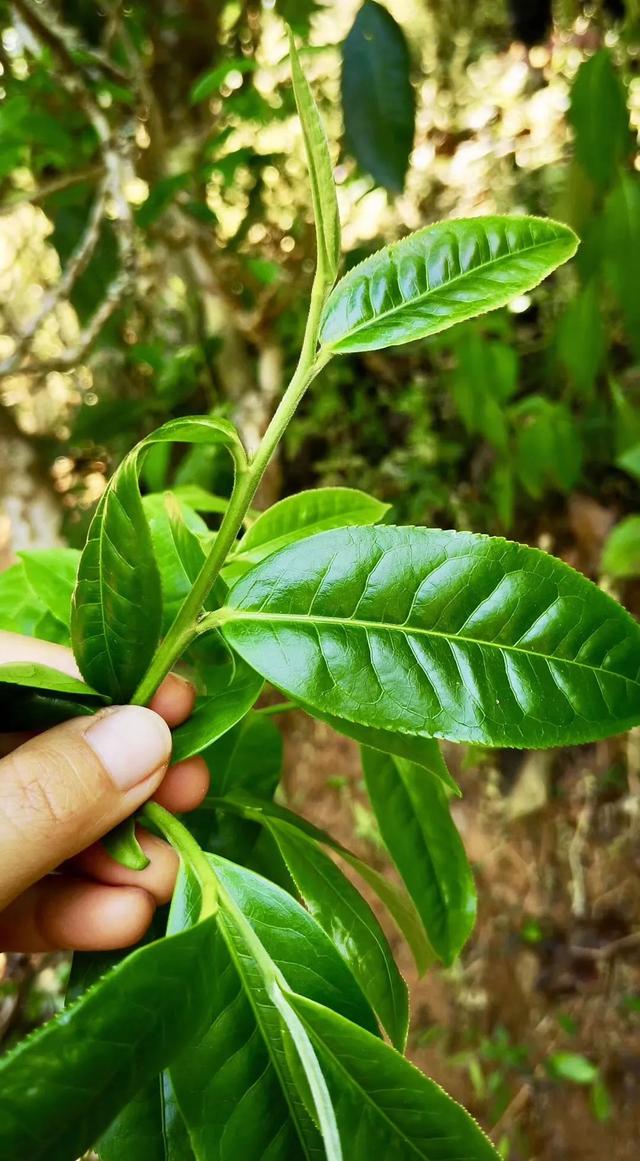 喝普洱茶，会上瘾吗？