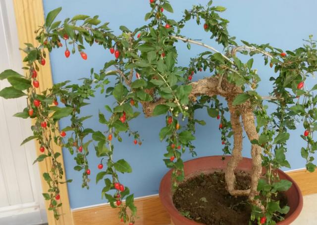 秋冬养什么花 这4种盆景不能少 果子红艳艳 寒冬腊月最喜庆 Zh中文网