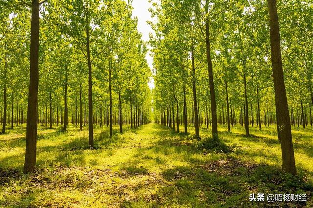 碳达峰时间近在咫尺，普通人怎么能赚取碳中和的红利？